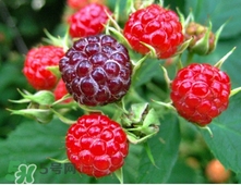 山莓多少錢一斤？為什么沒人種植山莓