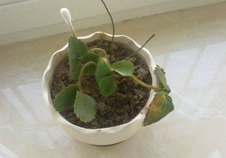 菠蘿莓苗多少錢(qián)一顆？菠蘿莓怎么種植