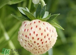 菠蘿莓種子哪里有賣？哪里能買得到菠蘿莓種子？