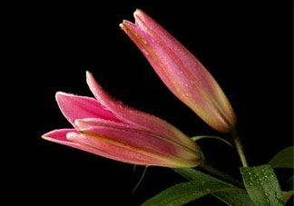 母親節(jié)可以送百合嗎？送母親百合花該送幾朵？