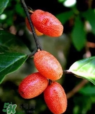 羊奶子是什么？羊奶果多少錢一斤