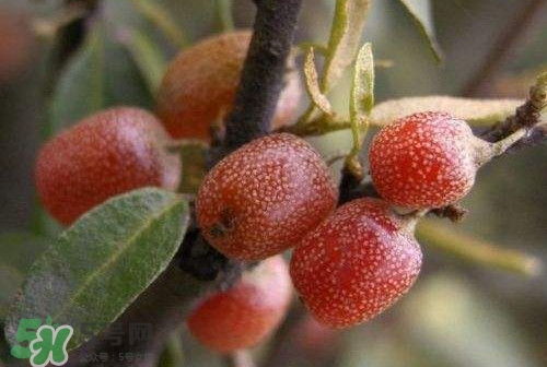 羊奶子什么時(shí)候成熟？羊奶子什么樣子