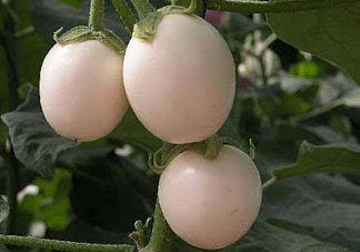 甜瓜和雞蛋能一起吃嗎？吃完甜瓜能吃雞蛋嗎？