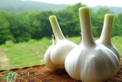蒜頭泡醋有什么功效？蒜頭泡醋的功效和做法