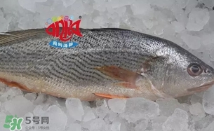 黃唇魚是黃花魚嗎？黃唇魚是黃魚嗎？
