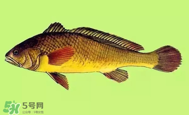 黃唇魚是黃花魚嗎？黃唇魚是黃魚嗎？