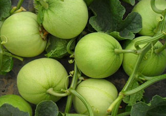 甜瓜可以空腹吃嗎？空腹吃甜瓜可以嗎？