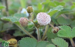 菠蘿莓種子哪里有賣？哪里能買得到菠蘿莓種子？