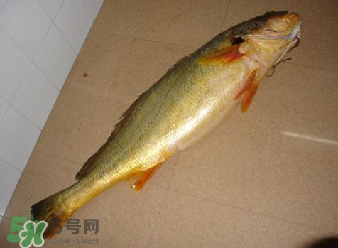 黃唇魚是什么魚？黃唇魚是淡水魚嗎