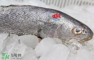 黃唇魚是黃花魚嗎？黃唇魚是黃魚嗎？