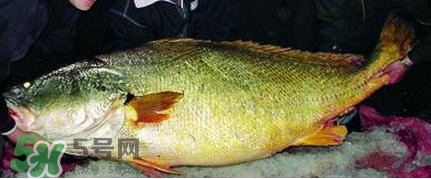 黃唇魚可以買賣嗎？黃唇魚買賣違法嗎？