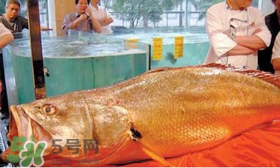 黃唇魚可以買賣嗎？黃唇魚買賣違法嗎？