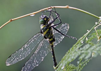 2017年端午節(jié)會下雨嗎？2017年端午節(jié)下雨好嗎？