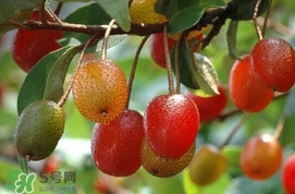 羊奶子是什么？羊奶果多少錢一斤