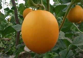 來月經(jīng)可以吃甜瓜嗎？月經(jīng)期間可以吃甜瓜嗎？