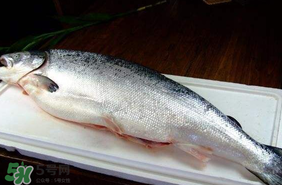 三文魚可以放多久？三文魚能放多久？