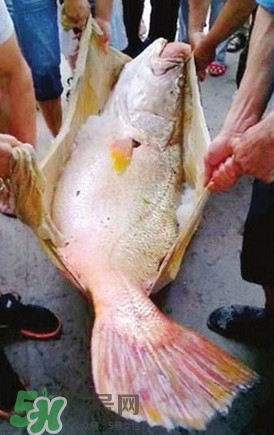 黃唇魚為什么不能養(yǎng)殖？ 黃唇魚淡水能養(yǎng)殖嗎