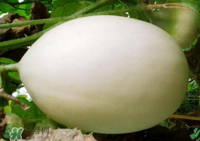 甜瓜可以減肥嗎？減肥可以吃甜瓜嗎？