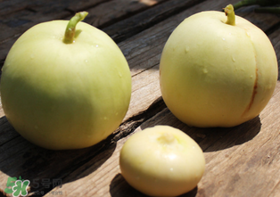 甜瓜可以減肥嗎？減肥可以吃甜瓜嗎？