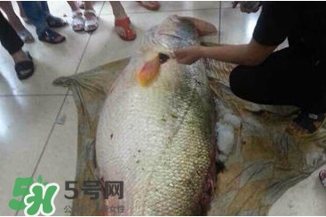 金錢鳘是什么魚？金錢鳘是淡水魚嗎？