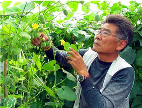 甜瓜為什么坐不住瓜？香瓜坐不住瓜的原因