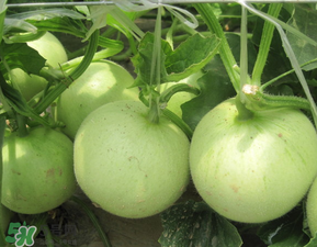 甜瓜為什么坐不住瓜？香瓜坐不住瓜的原因