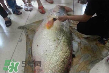 黃唇魚鰾是魚肚嗎？黃唇魚鰾是魚泡嗎