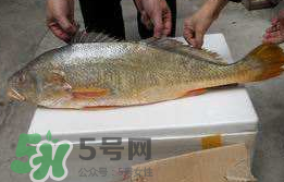 孕婦能吃金錢鱉嗎？懷孕期間能不能吃金錢鱉？