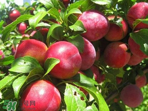 ?油桃是發(fā)物嗎？?油桃是不是發(fā)物？