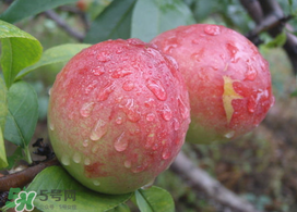 ?油桃是發(fā)物嗎？?油桃是不是發(fā)物？