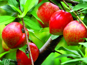 ?油桃是發(fā)物嗎？?油桃是不是發(fā)物？