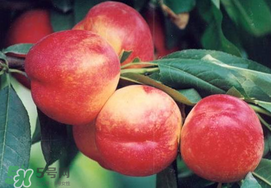 油桃是嫁接的嗎？油桃是什么嫁接的？