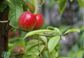 油桃是嫁接的嗎？油桃是什么嫁接的？