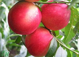 油桃是嫁接的嗎？油桃是什么嫁接的？