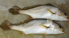 小孩能吃黃唇魚(yú)嗎？小孩吃黃唇魚(yú)好嗎？