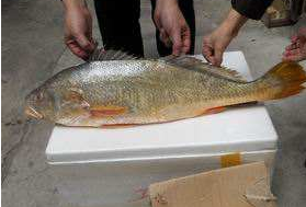 小孩能吃黃唇魚(yú)嗎？小孩吃黃唇魚(yú)好嗎？