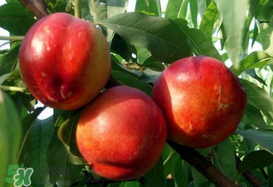 油桃和芒果可以一起吃嗎？芒果和油桃能一起吃嗎？