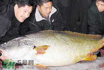 寶寶能吃金錢鳘嗎？金錢鳘寶寶吃了好嗎？