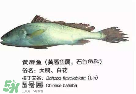 寶寶能吃金錢鳘嗎？金錢鳘寶寶吃了好嗎？