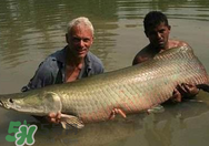 寶寶能吃金錢鳘嗎？金錢鳘寶寶吃了好嗎？