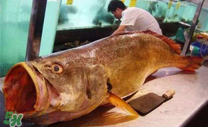 寶寶能吃金錢鳘嗎？金錢鳘寶寶吃了好嗎？