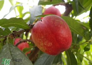 油桃和牛奶能一起吃嗎？喝完牛奶能吃油桃嗎？