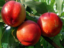 油桃和香蕉能一起吃嗎？油桃能和香蕉一起吃嗎？