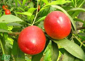 油桃和香蕉能一起吃嗎？油桃能和香蕉一起吃嗎？