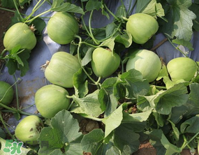 甜瓜吃多了會怎么樣？甜瓜吃多了會胖嗎？