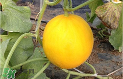 來月經(jīng)可以吃甜瓜嗎？月經(jīng)期間可以吃甜瓜嗎？