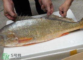 黃唇魚是海魚嗎？黃唇魚是海鮮嗎