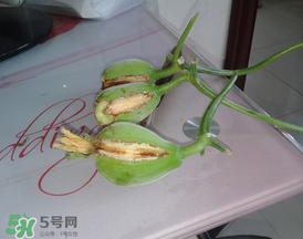香瓜裂口怎么回事？香瓜裂了怎么辦？