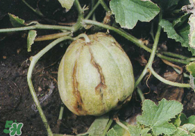 香瓜裂口怎么回事？香瓜裂了怎么辦？