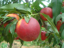 油桃怎么保存？油桃怎么保鮮？